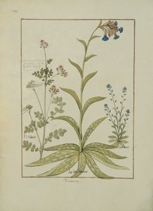 Lungwort and Geranium, Illustration from the Book of Simple Medicines by Mattheaus Platearius by Robinet Testard